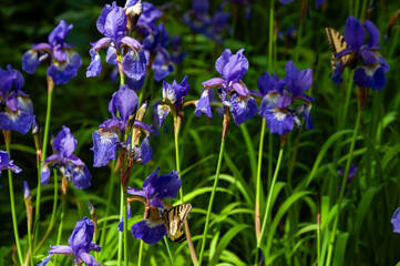 A beautiful field of vibrant purple iris flowers in full bloom. Two swallowtail butterflies are visible among the dense blossoms and lush green foliage on a sunny spring day.