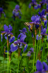 A garden full of purple iris flowers with a beautiful yellow swallowtail butterfly resting and pollinating on one. The intricate details are highlighted by sunlight against a lush green background.
