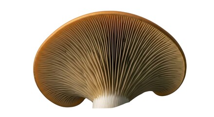 Turkey Tail mushroom (Trametes versicolor), showing intricate gills, an adaptogenic superfood for immune and cognitive health, isolated on a white background.
