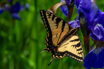 A macro of a beautiful swallowtail butterfly resting on a vibrant purple iris. The intricate patterns on the wings and the flower's petals are in sharp focus, set against a soft green background.