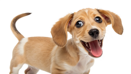 Funny dog with moving tail cartoon playful puppy PNG. AI GENERATED.
