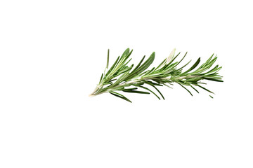 Rosemary isolated on transparent background