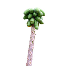Papaya tree trunk with several unripe papayas, grouped together, hanging with the green skin still intact on a transparent background