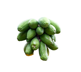 A bunch of unripe papayas, clustered together, hang from a tree, their green skin still intact against a transparent background.