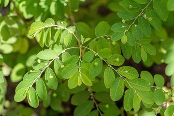 Closeup of green leafy branches of Phyllanthus niruri, or wind plant, against a natural background. Selective focus in a field during daytime. A widespread tropical plant. Stonebreaker tea.