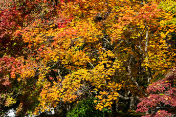 秋の赤と黄色に染まったモミジ
