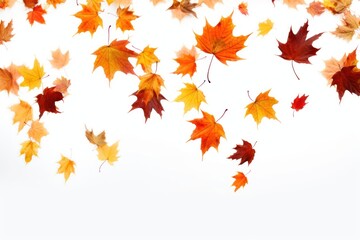 Fototapeta premium Falling flying dry autumn leaves backgrounds maple plant.