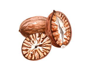 Betel nut (areca nut) whole and halves showing marbled cross-section and hard shell, botanical watercolor on isolated background