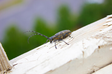 Capricorn beetle