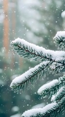 Winter snowy fir branches frost nature seasonal festive holiday background