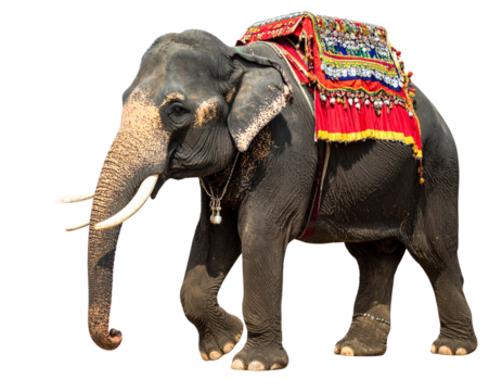 Elephant in Mid-Step Wearing Traditional Parade Decorations, Angled View, Transparent Background