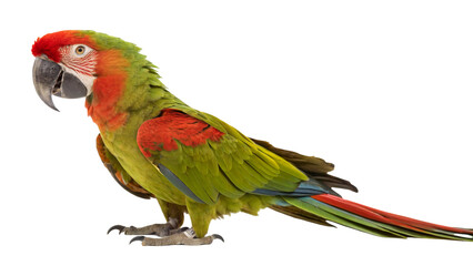 Obraz premium Extinct bird red-fronted macaw isolated on transparent background