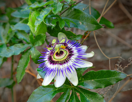 Passion flower (Passiflora)