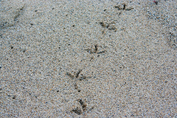 Bird Tracks in Sand
