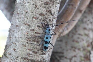 Blue Longhorn Beetle with Black Spots (Rosalia batesi) in Japan