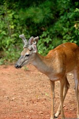 white tailed deer