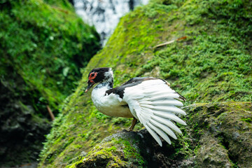 muscovy duck spread wings Cairina moschata stretching in rock moss tropical waterfall