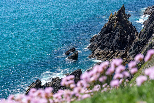 sea landscape with rocks and flowers at dunmore head, dingle