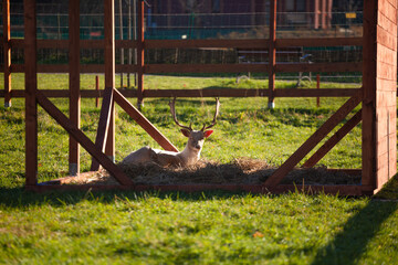 Ogrody milości na Zapopradziu w Muszynie © rogozinski