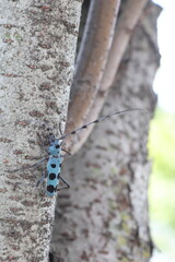 Blue Longhorn Beetle with Black Spots (Rosalia batesi) in Japan
