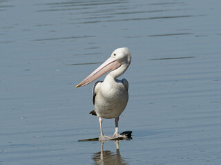 Australian pelican (Pelecanus conspicillatus) standing on submerged shopping trolley in a lagoon
