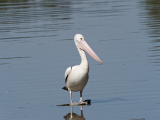 Australian pelican (Pelecanus conspicillatus) standing on submerged shopping trolley in a lagoon
