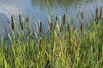 Green reed leaves on the background of a blue lake
