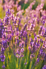 Close up, macro view of vibrant purple lavender flowers in soft evening sunlight. Golden light, delicate texture and fragrant essence of blooming plants in full summer. Natural background, lanscape