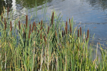 Fototapeta premium Green reed leaves on the background of a blue lake 