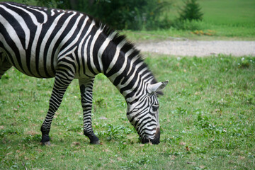 Zebra Grazing on Grass
