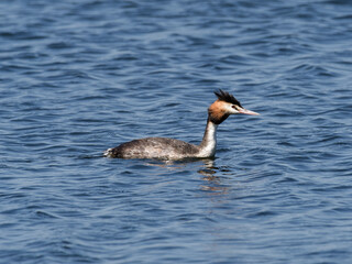 Great Crested Grebe (Podiceps cristatus) swimming in a lake.