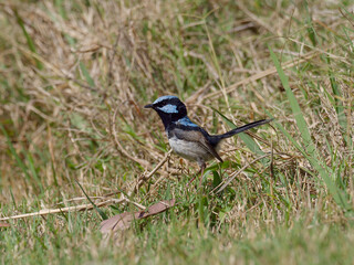 Male Superb Fairywren (Malurus cyaneus) standing on the ground foraging for food.