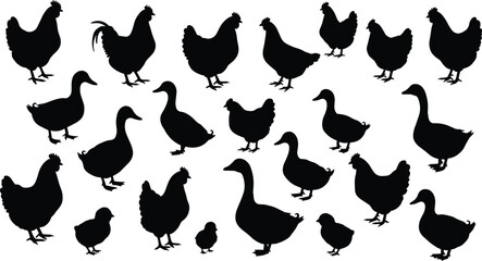 Collection of bird silhouettes, chickens, ducks, and chicks in different poses, nature animal icons, farm animals, bird vector design