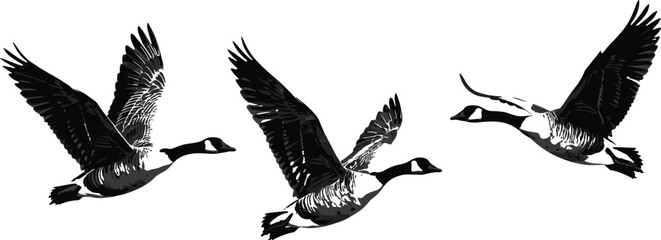 Flying geese vector illustration, bird silhouettes in motion, wildlife design, goose flight symbols, nature vector, bird wings, animal flying illustrations
