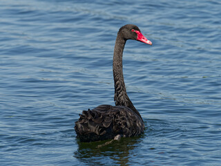 Black Swan (Cygnus atratus) swimming alone in a lake.