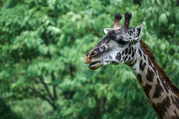 Giraffe Closeup in Nature
