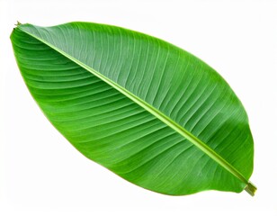 Single lush green tropical banana leaf with detailed veins isolated on white 
