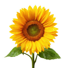 Obraz premium Bright yellow sunflower with water droplets on petals and green leaves against black image, Isolated On Png Transparent Background