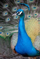 Obraz premium peacock with feathers