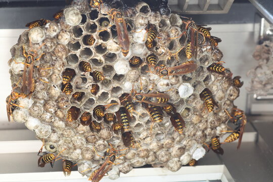 Dark-waisted paper wasp (Polistes jokahamae) is a species of paper wasp from Japan.