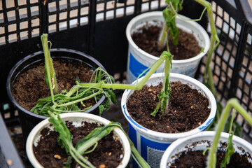 Frozen tomato plant before planting in the ground in spring, spring time