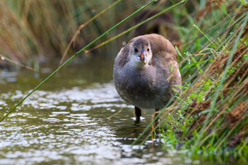 Common moorhen chick (Gallinula chloropus) standing in shallow water