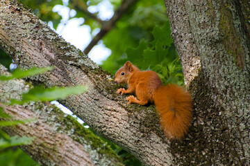 Baby red squirrel (Sciurus vulgaris) perched on a tree, showing its fluffy tail and soft fur © in_colors