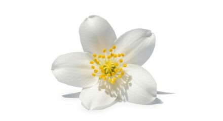 Obraz premium White flower with yellow center isolated on white background