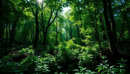 Fototapeta premium Deep emerald green forest floor, sunlight dappled through leaves, branches, sunlight