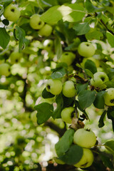 Green Apples in Sunny Autumn Orchard on a Warm Fall Day