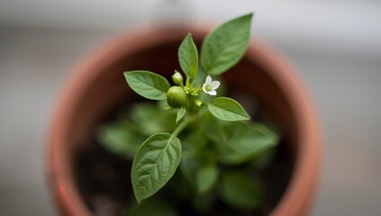 Pepper plant flowering in a pot. A beautiful closeup, perfect for your gardening needs.