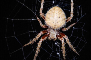 up close image of a big spider in a web