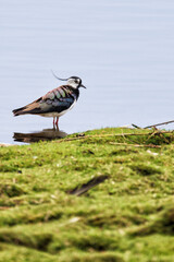Kiebitz badet in der Trave bei Lübeck, Vanellus vanellus