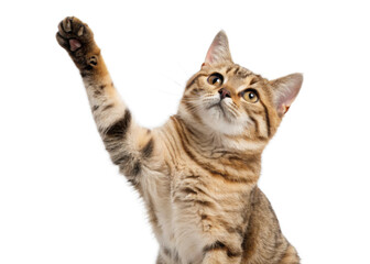 Cat playful paw up isolated on a transparent background.